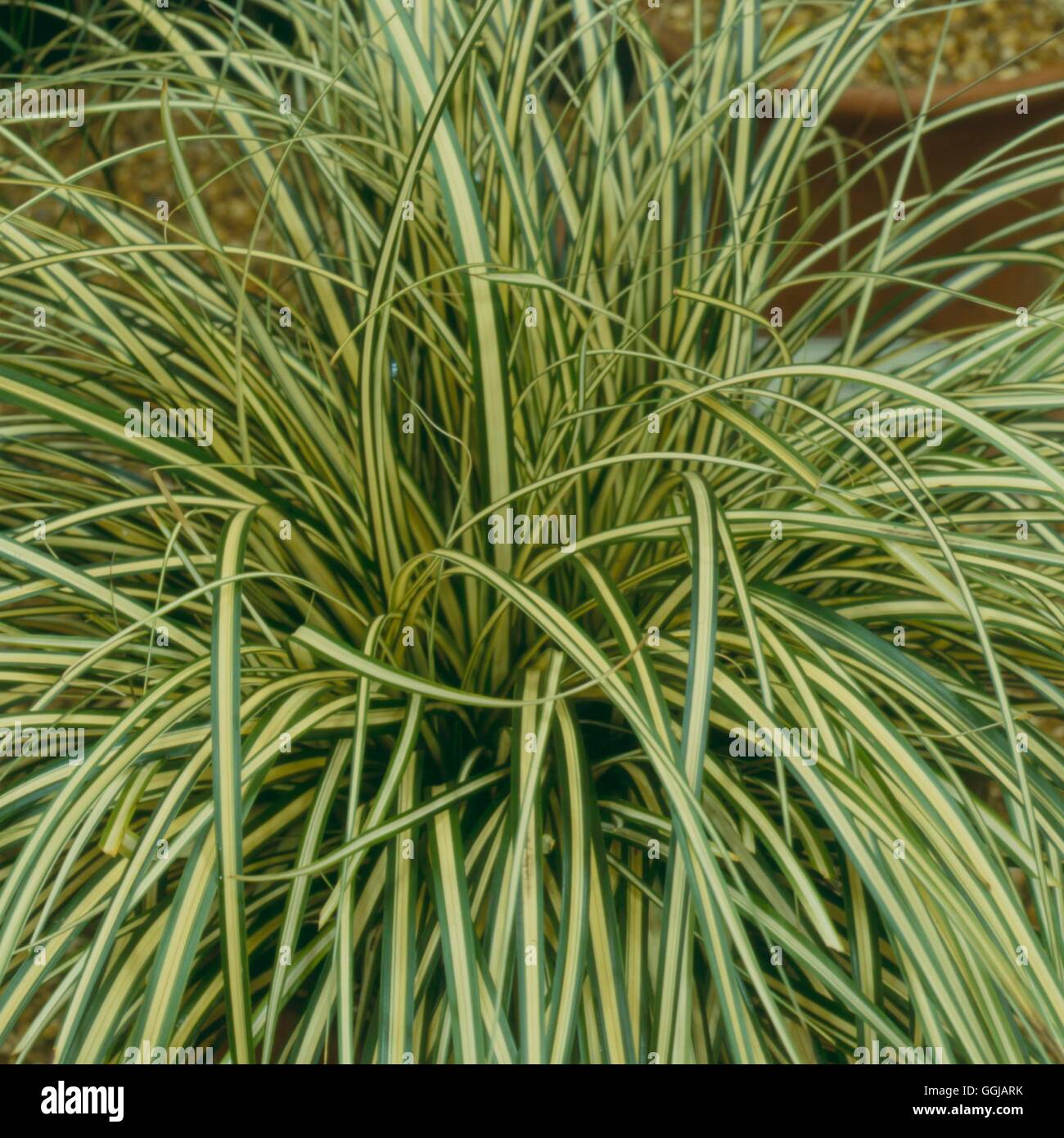 Carex oshimensis - 'Evergold' AGM   GRA099595 Stock Photo