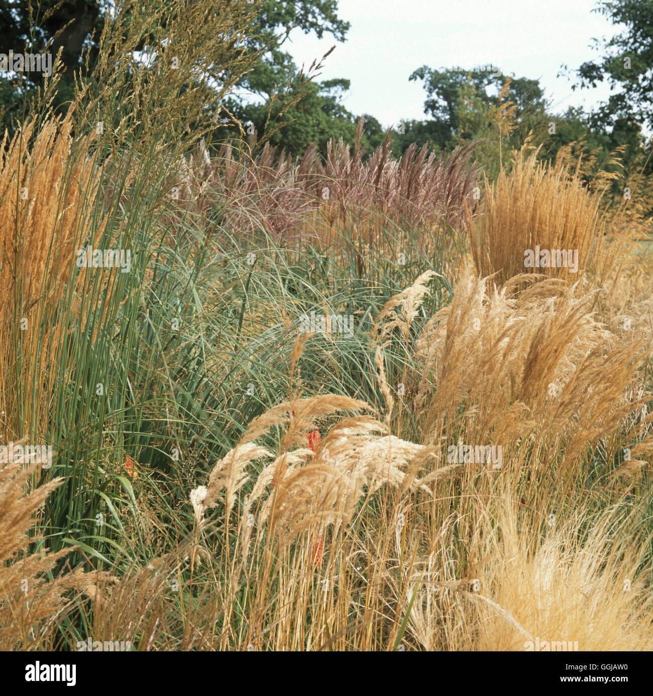 Grasses - Mixed   GRA109466 Stock Photo