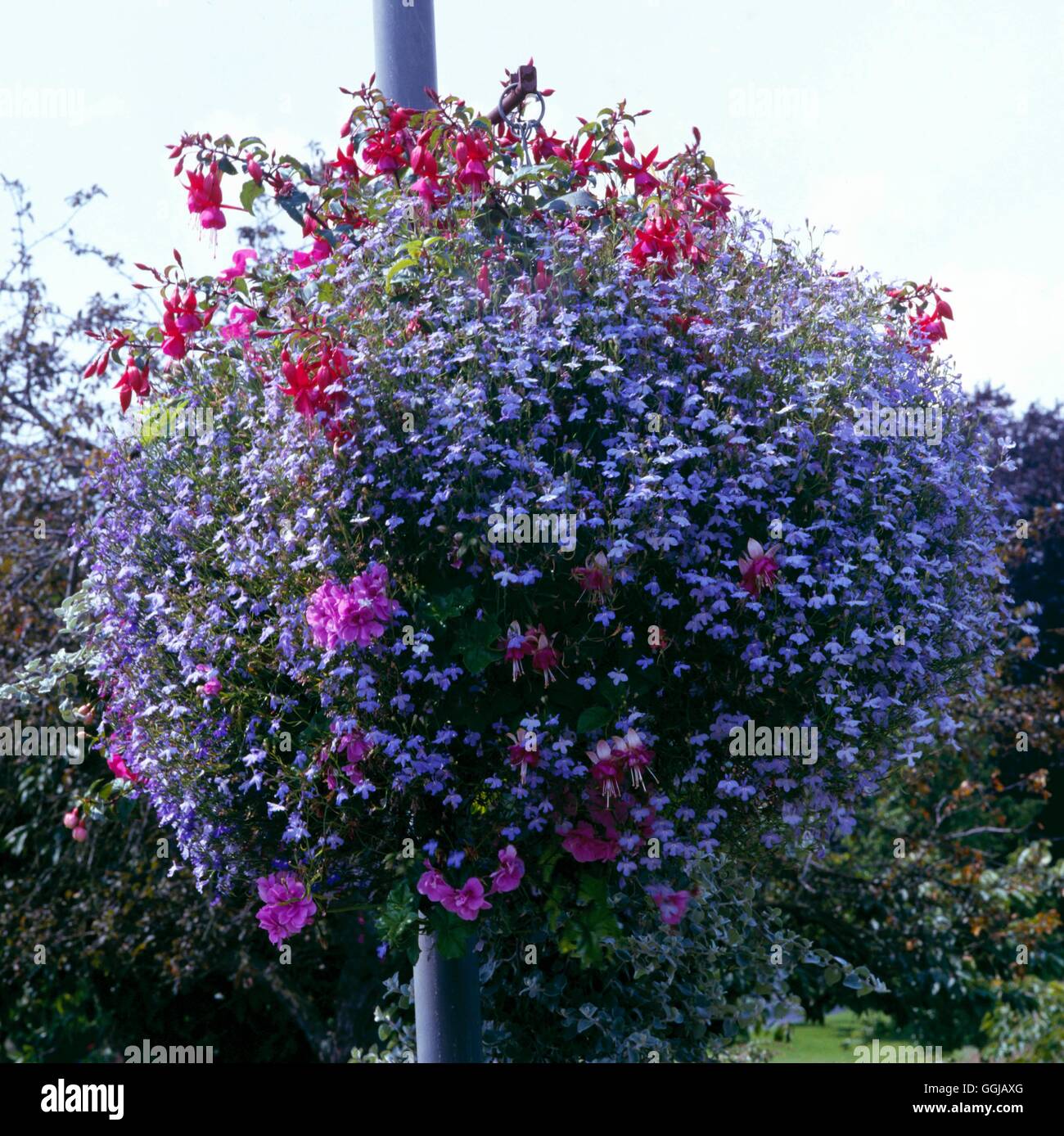 Hanging Basket planted with Fuchsias Pelargoniums and Lobelia
