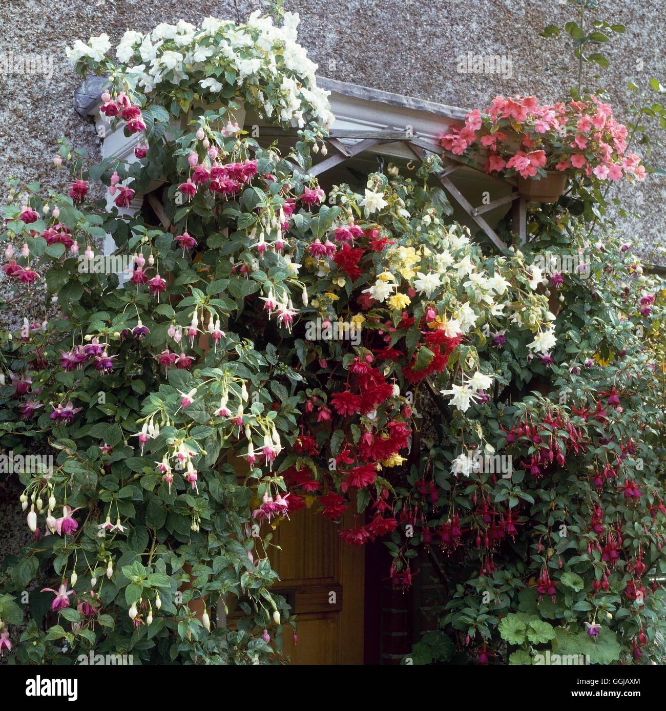 Hanging Baskets of Begonias and Fuchsias around porch (Please credit