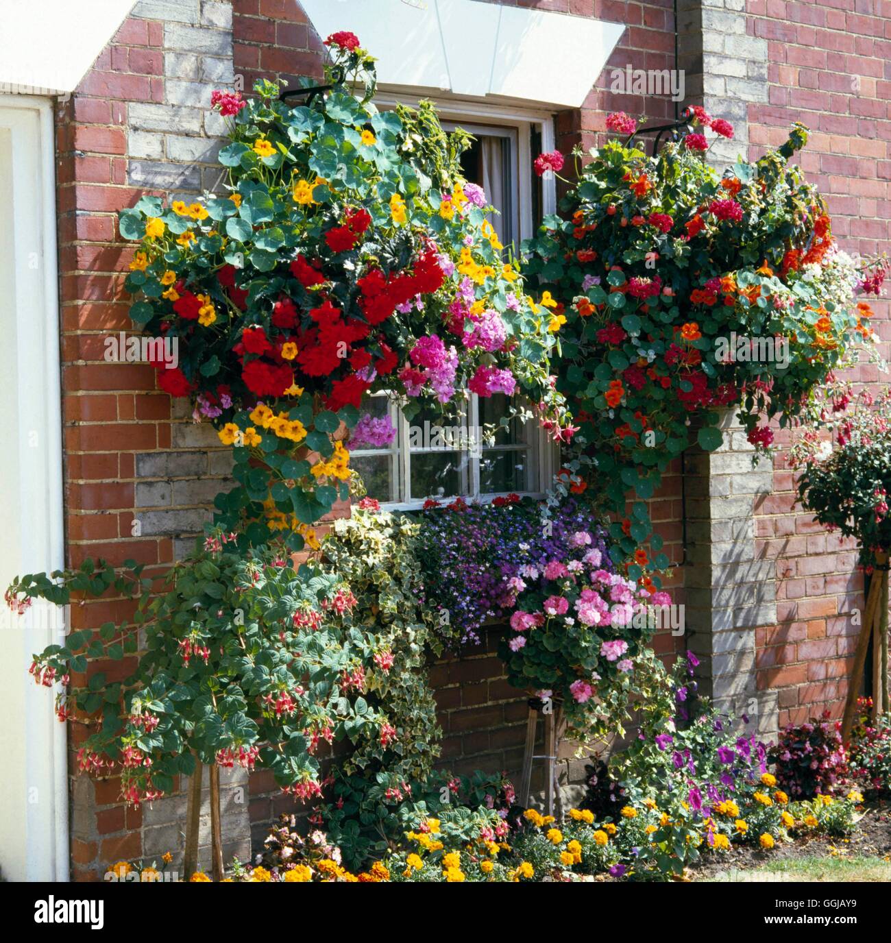 Hanging Baskets - filled with lush Annuals - Begonias  Pelargoniums and- Nasturtiums  with standard Fuchsia and Pelargonium - be Stock Photo