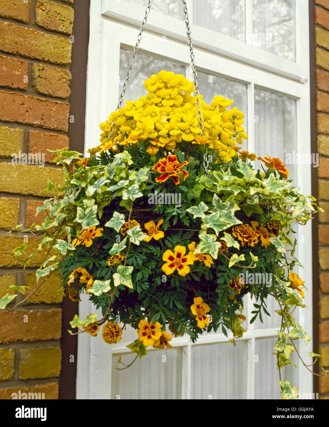 Hanging Basket - planted with Calceolaria  Hedera and Tagetes   HBA035254  /P Stock Photo