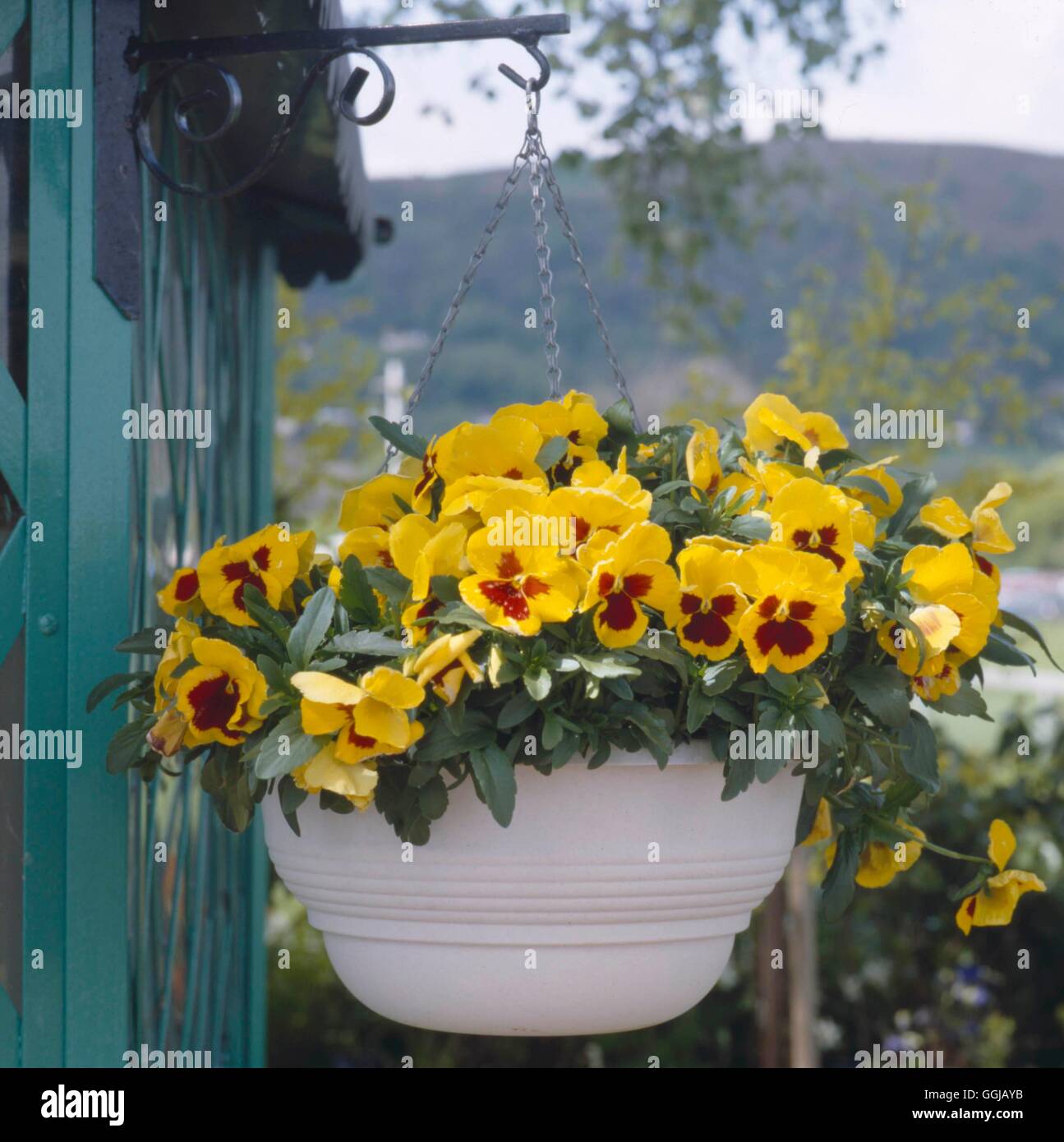 Hanging Basket planted with Pansies (Violas) (May) HBA044625