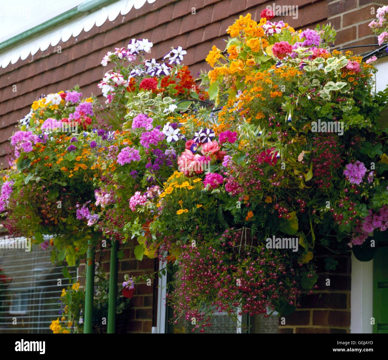 Hanging Baskets suspended from porch HBA051017 Stock Photo Alamy