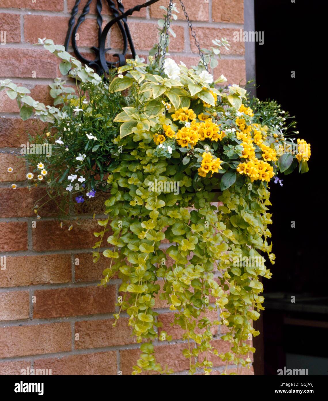Hanging Basket - with Lysimachia nummularia 'Aurea' AGM Lysimachia congestiflora 'Golden Falls'  Helichrysum  Petunia  Fuchsia Stock Photo