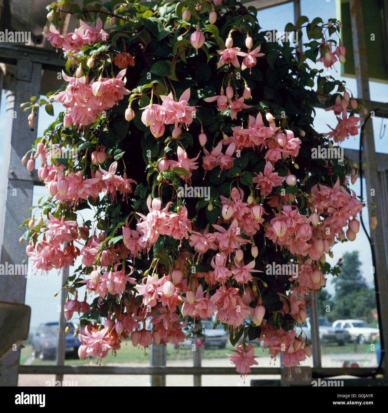 Hanging Basket - planted with Fuchsia   HBA075532 Stock Photo
