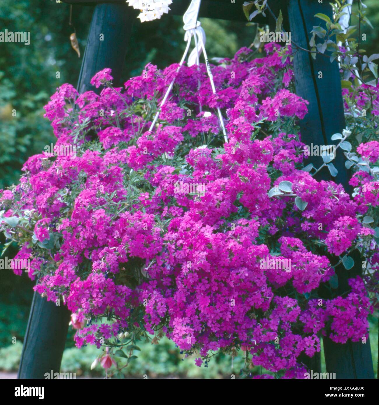 Hanging Basket planted with Verbena 'Tapien Violet' HBA084038