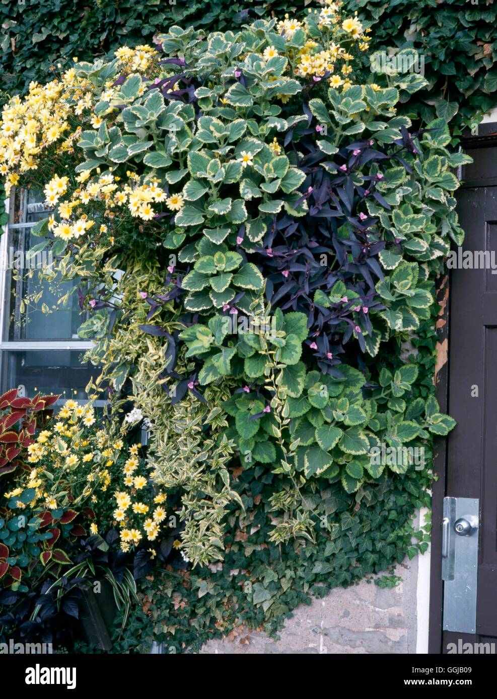 Hanging Basket - planted with Plectranthus  Tradescantia  Argyranthemum and Ipomoea   HBA085477 Stock Photo