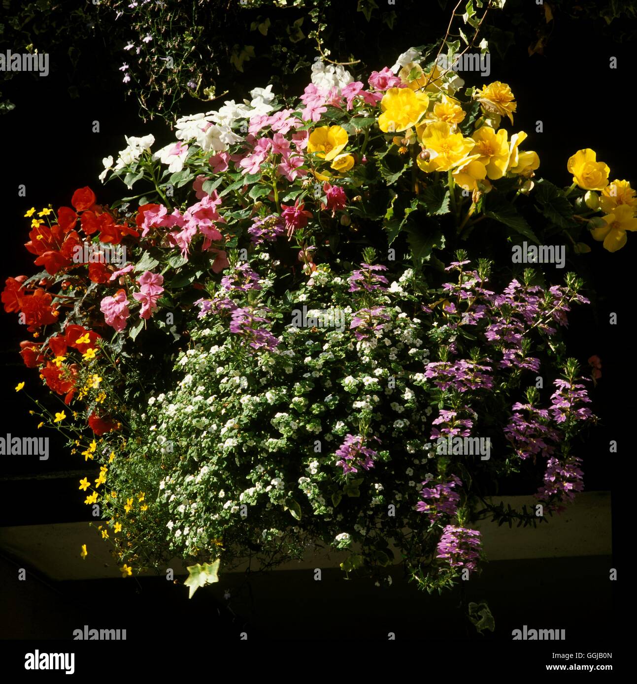 Hanging Baskets with Begonias, Impatiens, Bidens, Bacopa and Scaviola  Date: 07.10.2008  HBA103909 Stock Photo