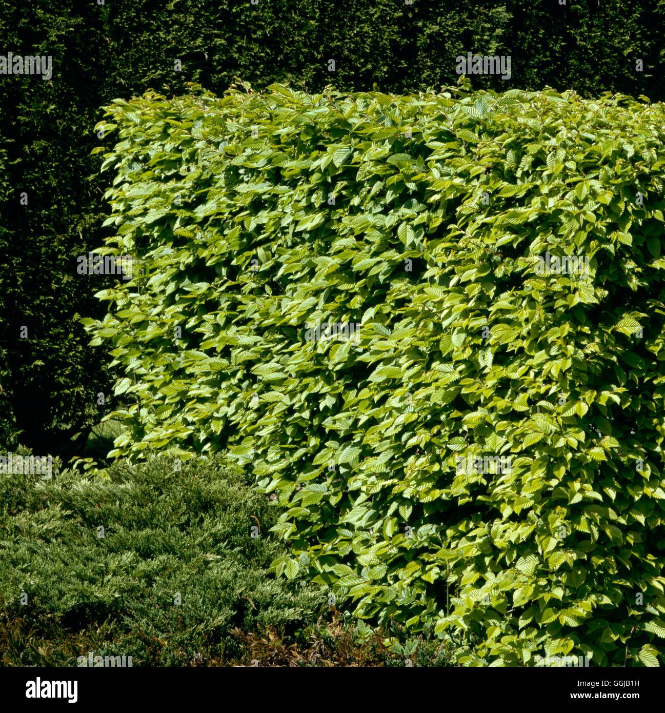 Hedge - of Carpinus betulus AGM- - Hornbeam   HED012288 Stock Photo