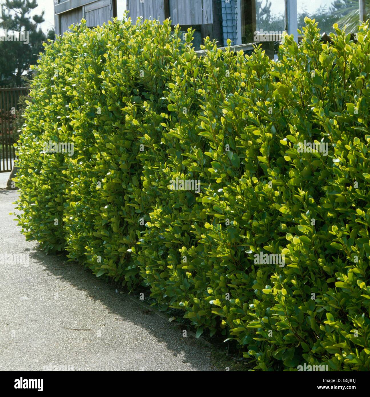 Griselinia littoralis hedge hi-res stock photography and images - Alamy
