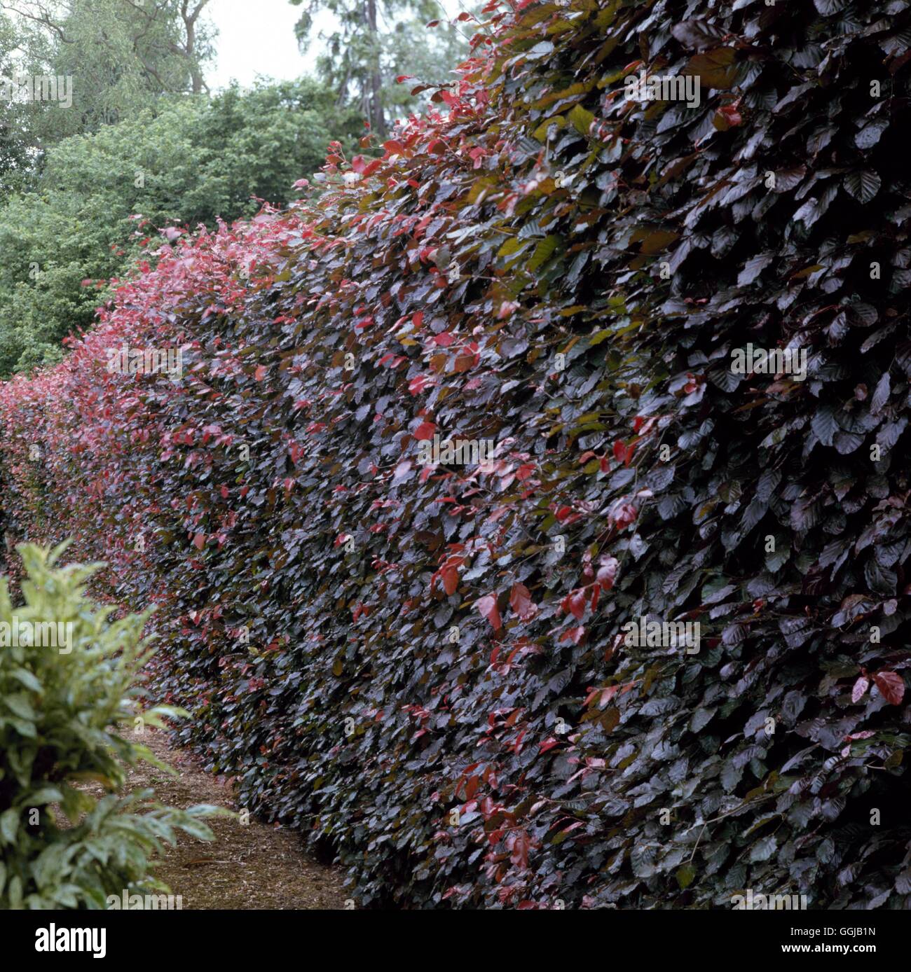 Hedge - of Fagus sylvatica Atropurpurea Group   HED016439 Stock Photo