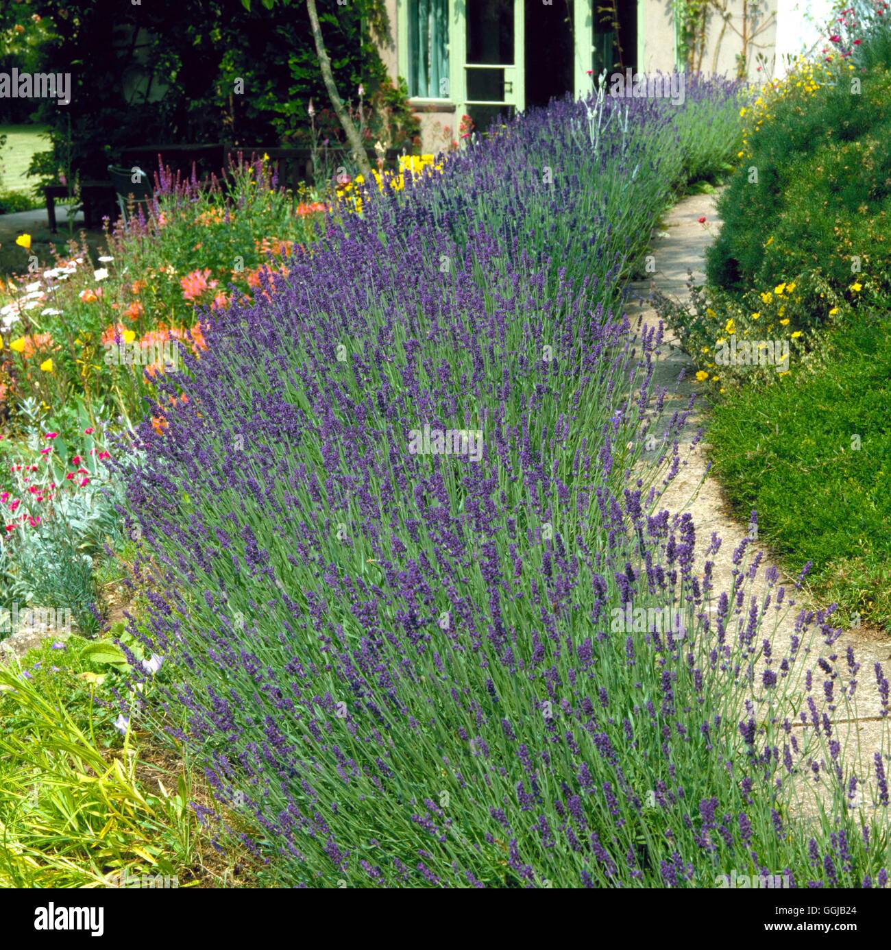 Lavender hedge hi-res stock photography and images - Alamy