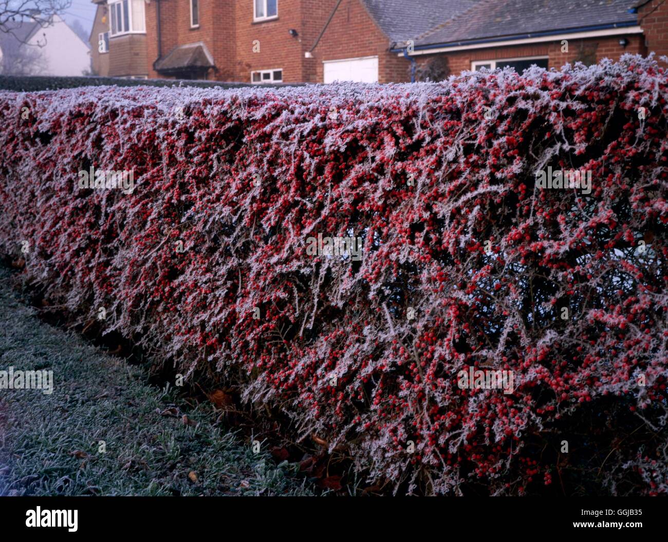 Hedge - of Cotoneaster enhanced with frost   HED065715 Stock Photo