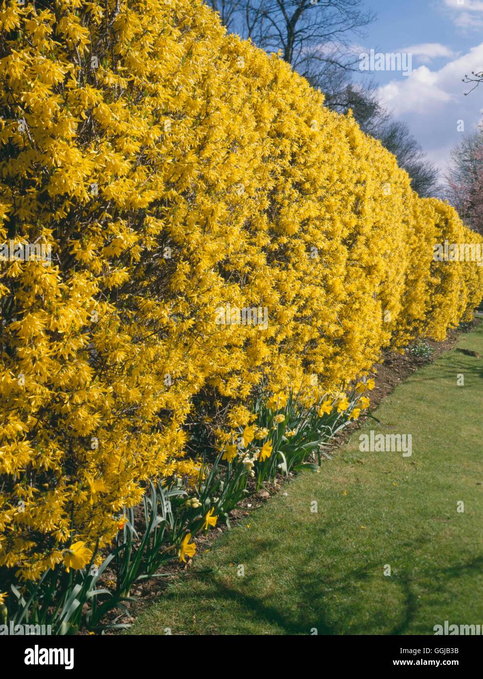 Hedge - of Forsythia   HED081117 Stock Photo