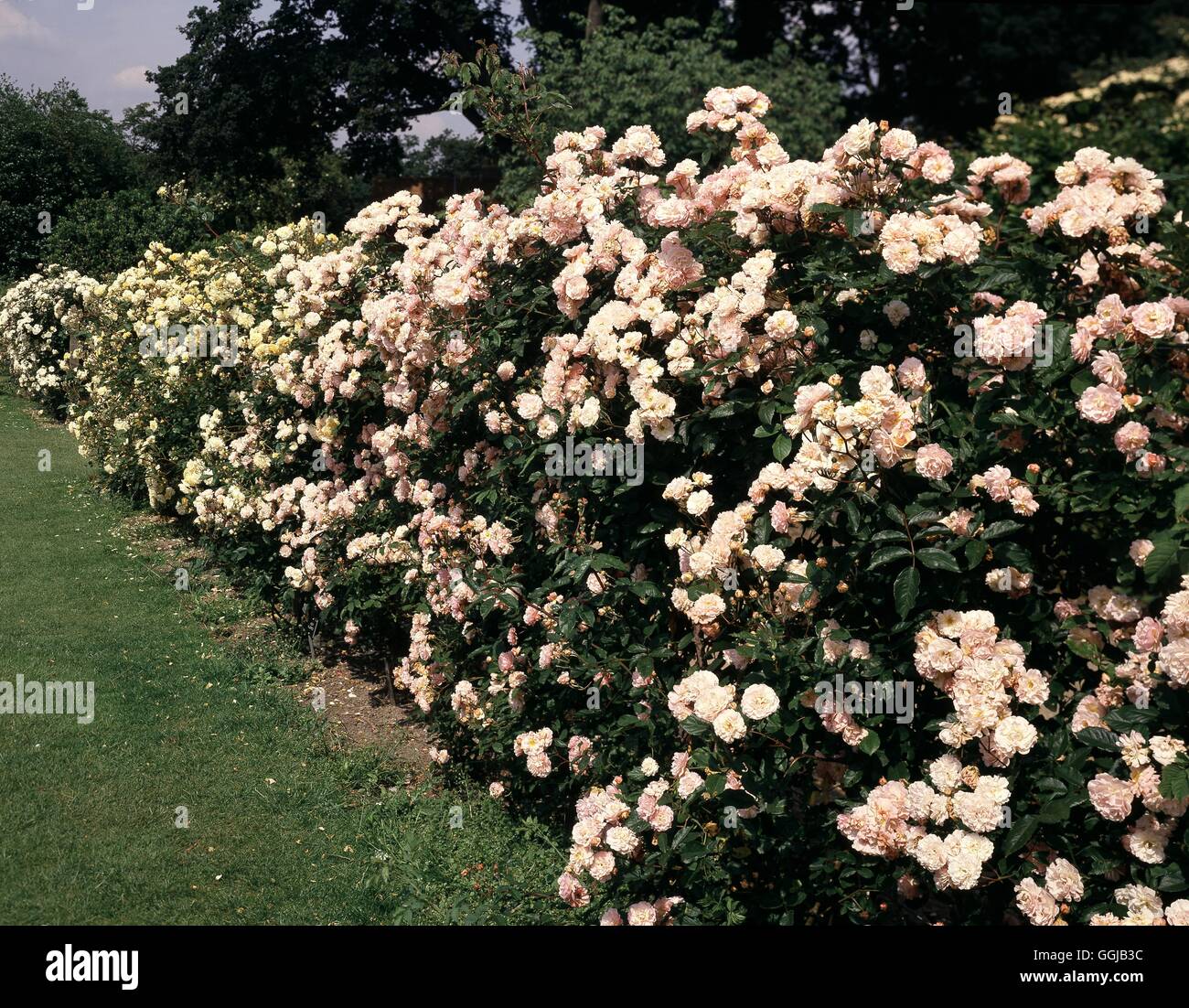 Buff beauty rose hedge hires stock photography and images Alamy
