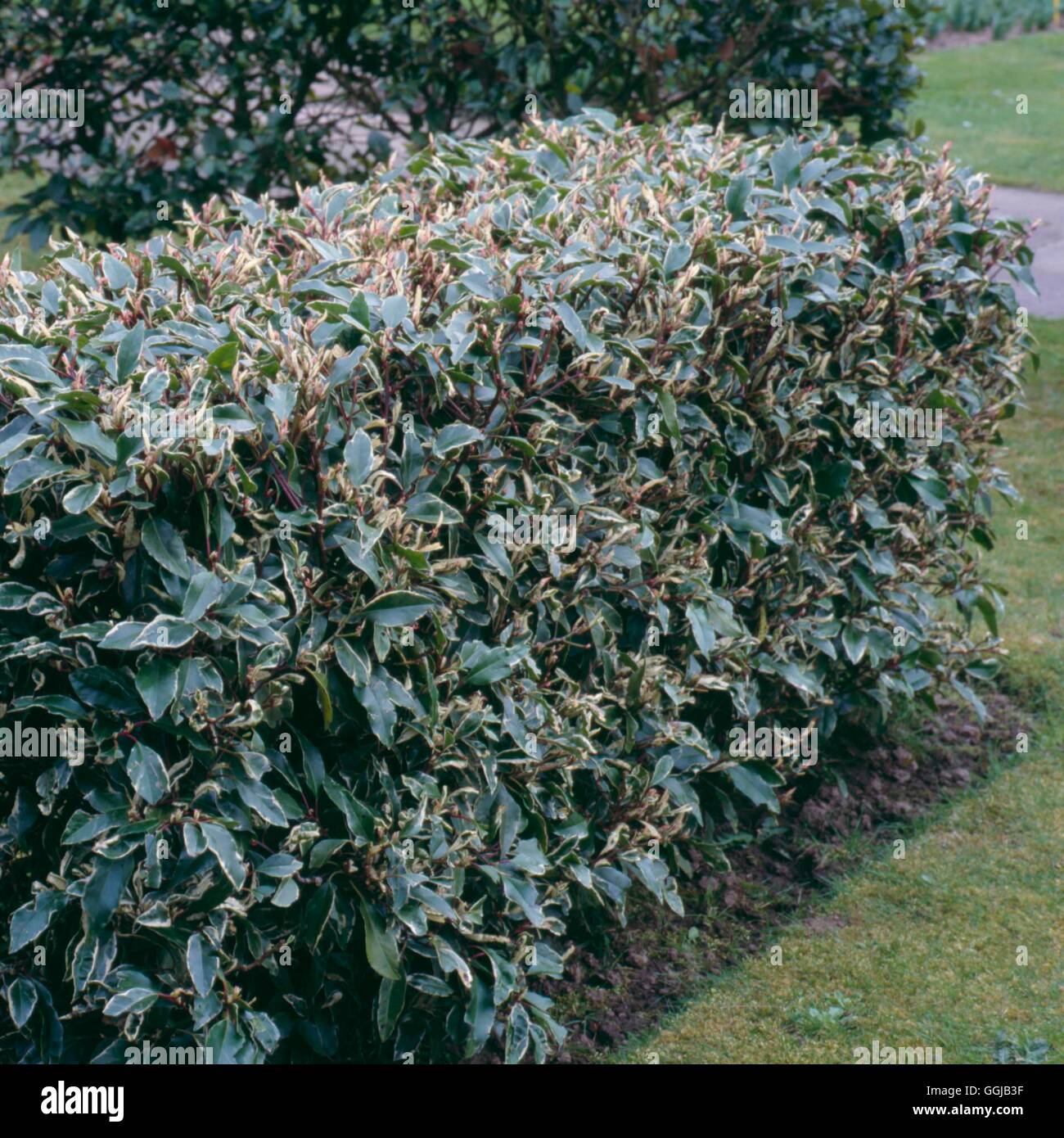 Hedge - of Prunus lusitanica 'Variegata'   HED084427 Stock Photo