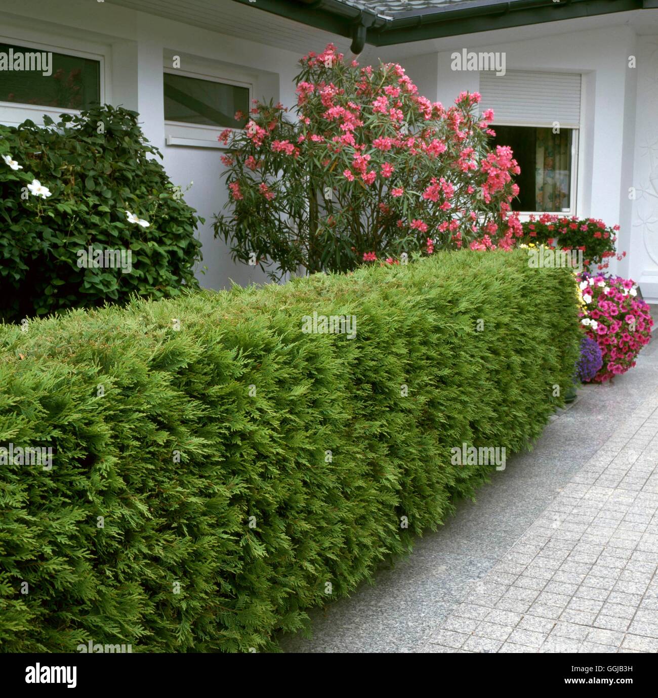 Hedge - of Thuja occidentalis   HED093057 Stock Photo