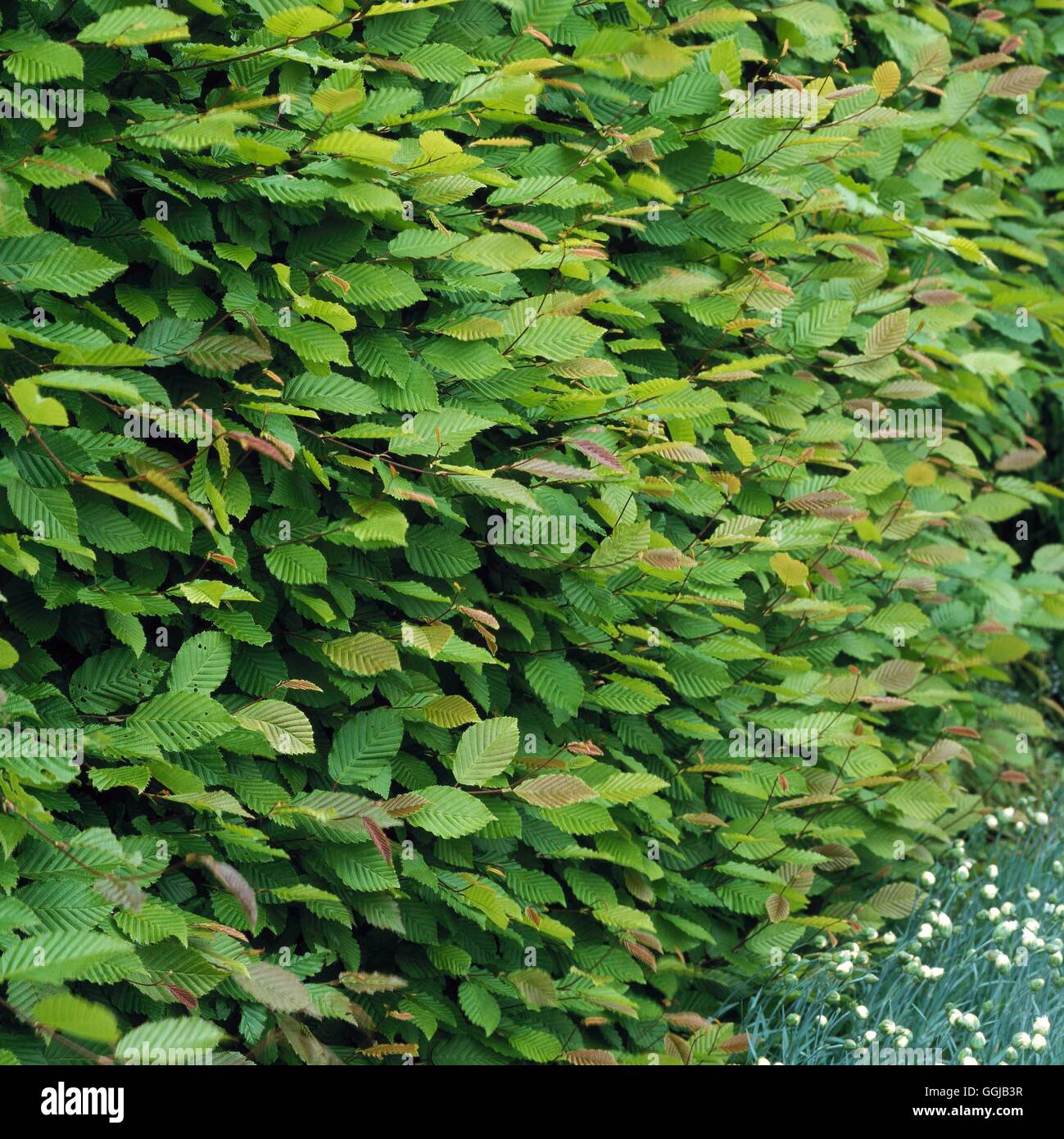 Hedge - of Carpinus betulus Hornbeam   HED098473 Stock Photo