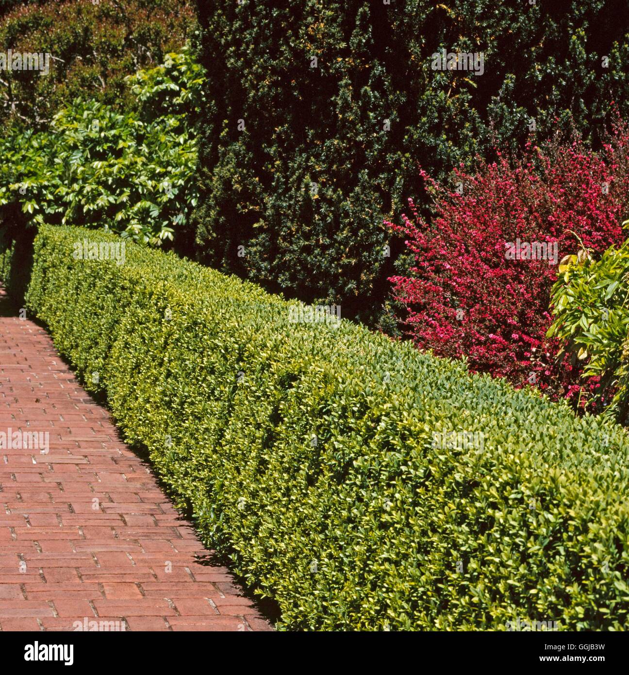 Hedges of Buxus Box HED105966 Stock Photo Alamy
