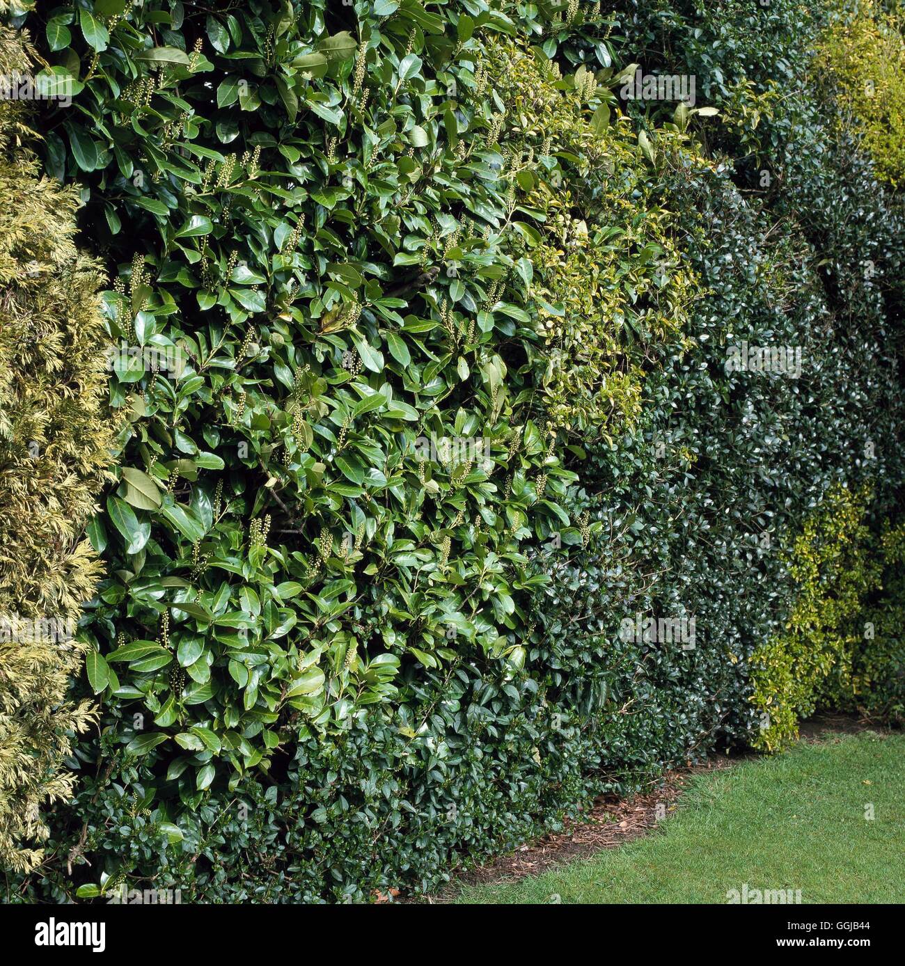 Hedge- of mixed evergreens including Thuja (conifer) Prunus- (laurel ...