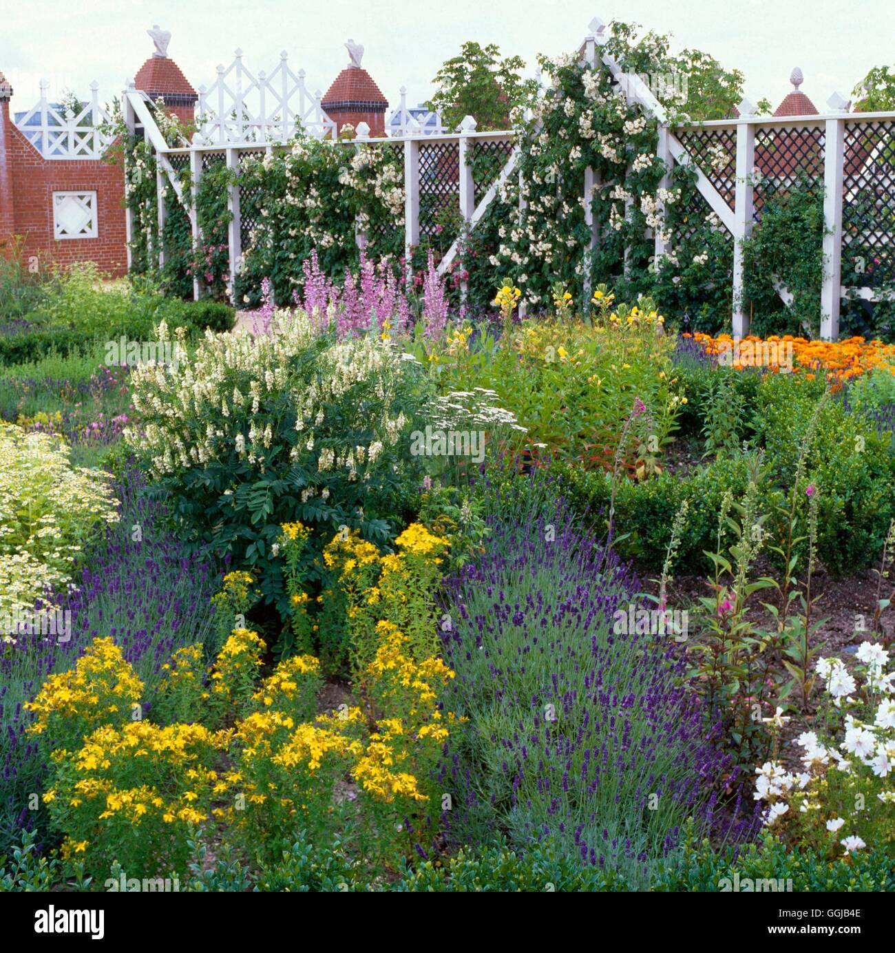 Herb Garden - with Hypericum  Lavandula  Galega  Oenothera  Tanacetum and Digitalis   HEG029745 Stock Photo