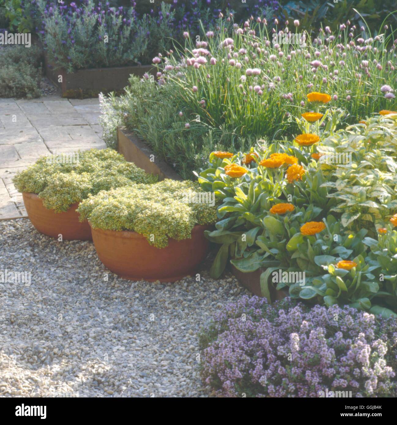 Herb Garden   HEG050049 Stock Photo