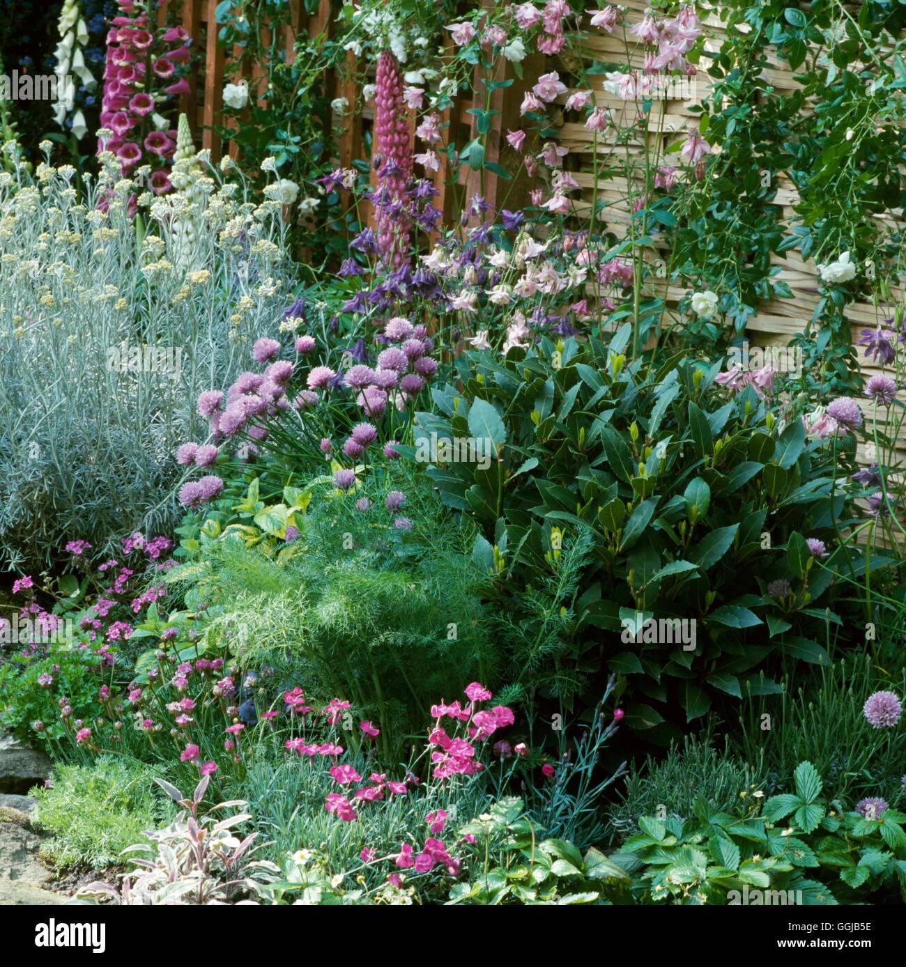 Herb Garden - (Please credit: Photos Horticultural/ Godstone Gardeners Club at Chelsea FS 2000)   HEG089279  Compulsor Stock Photo