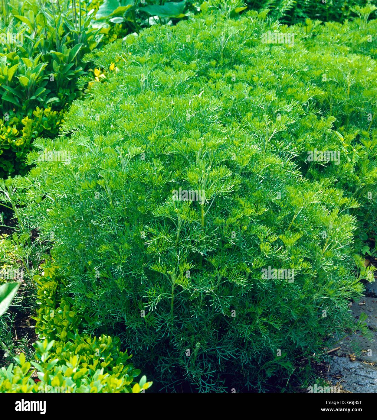 Southernwood (Artemisia arbrotanum AGM) HER006349 Stock Photo Alamy