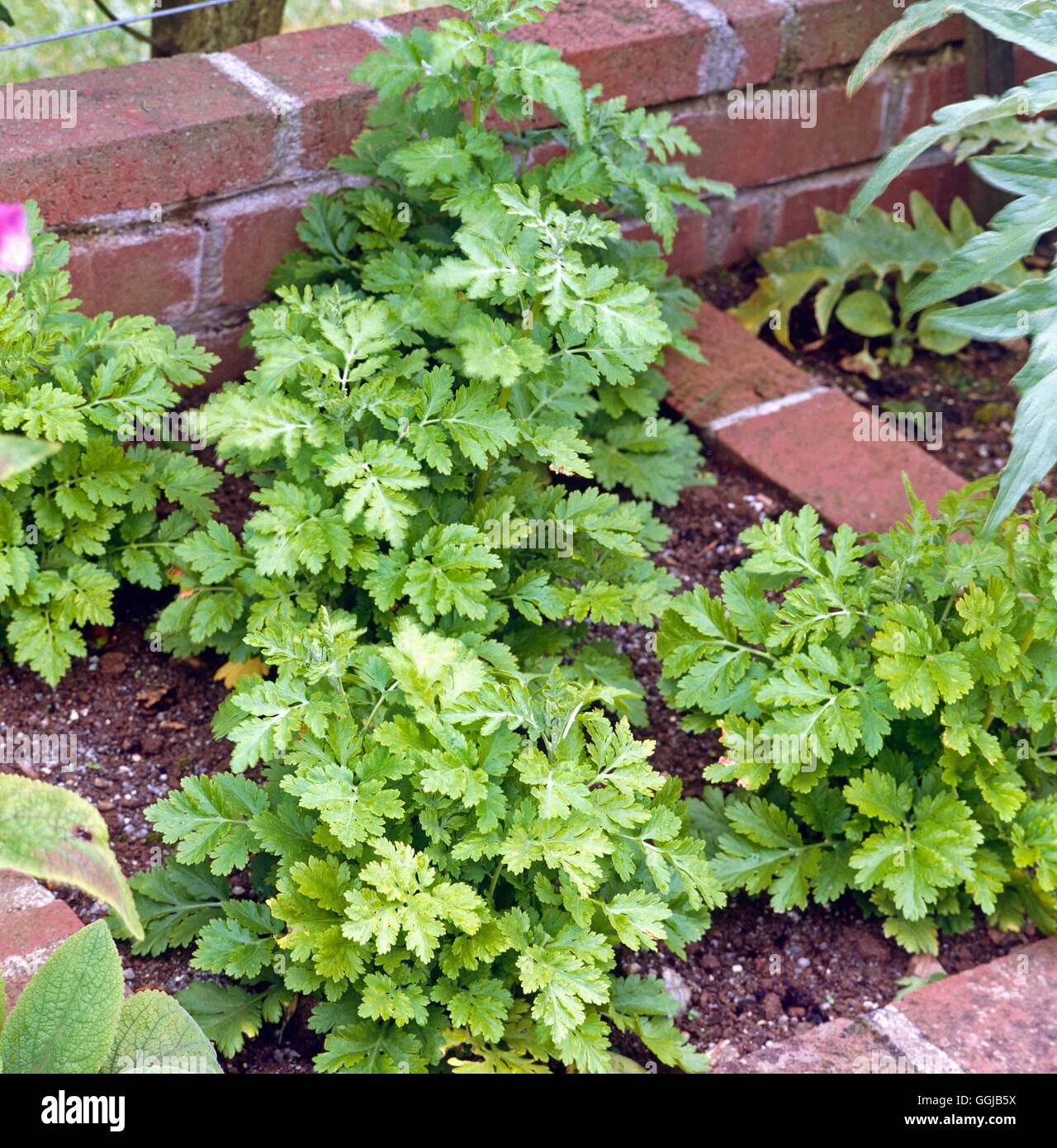 Feverfew - (Tanacetum parthenium)   HER007439 Stock Photo