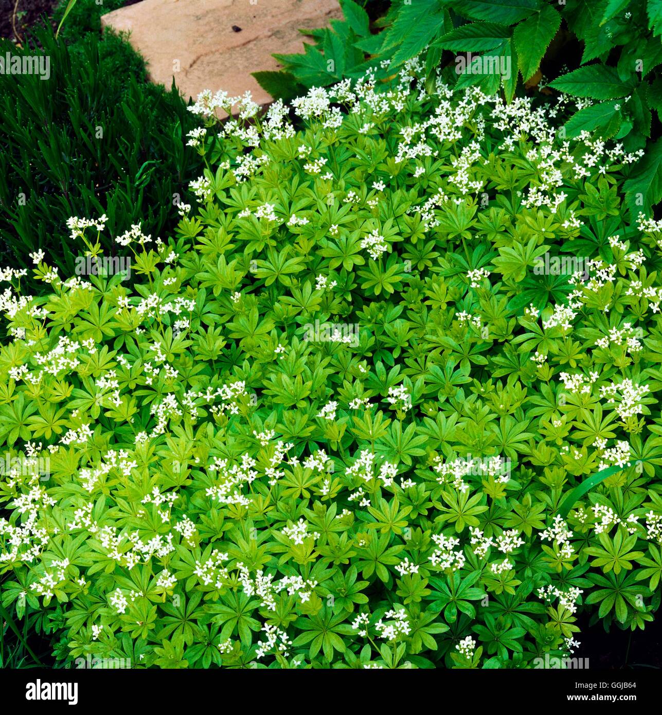 Woodruff - Sweet - (Galium odoratum - syn Asperula odorata)   HER012764  /Pho Stock Photo