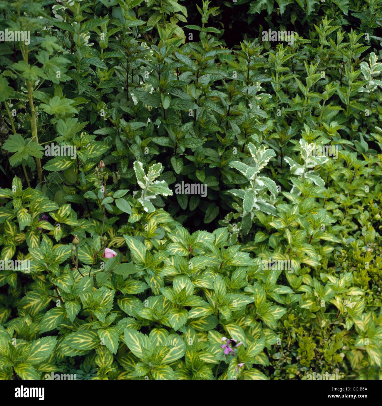 Mint Mixed varieties including Ginger Apple & Peppermint HER020511