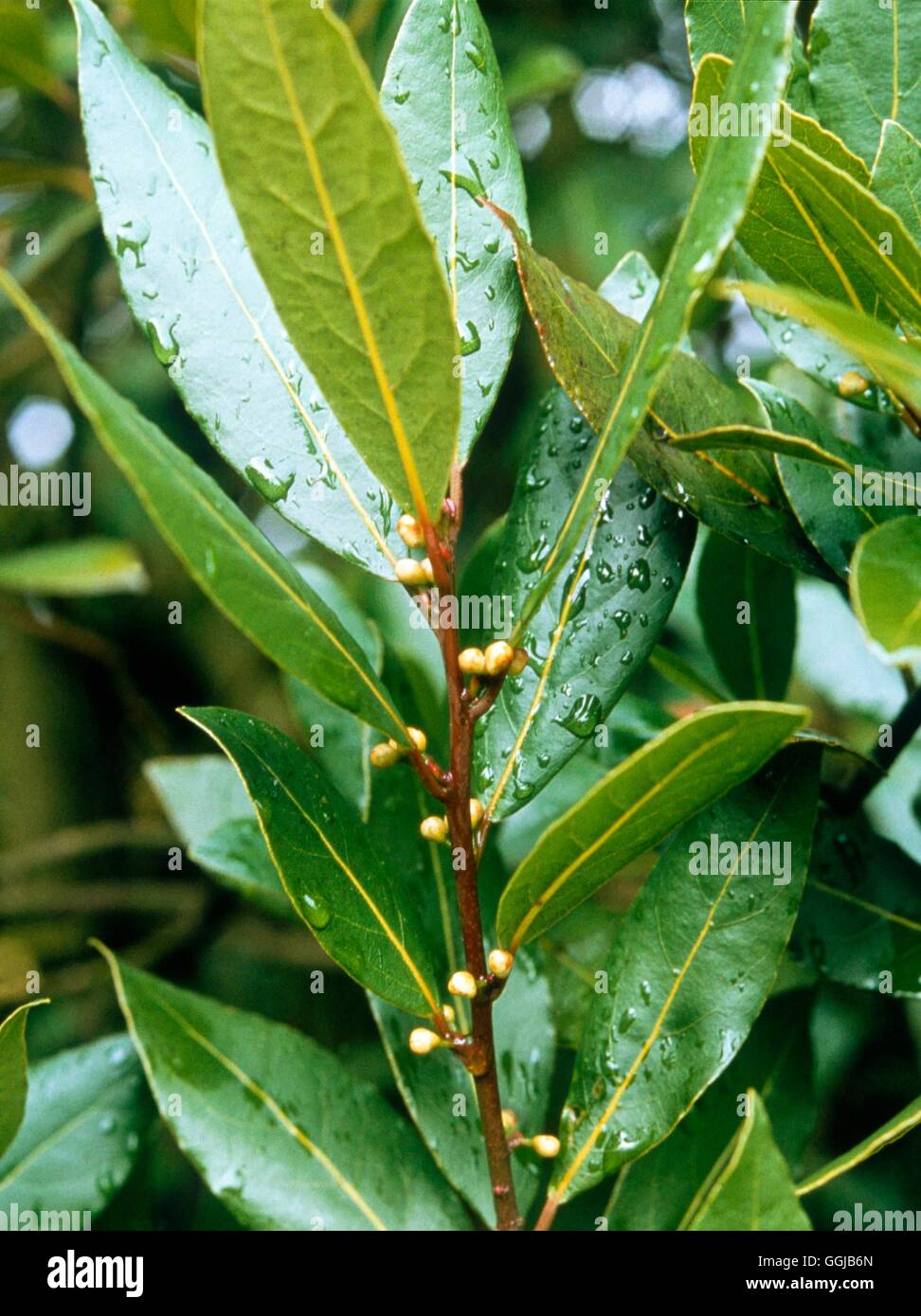 Bay (Laurus nobilis) HER023274 Stock Photo Alamy