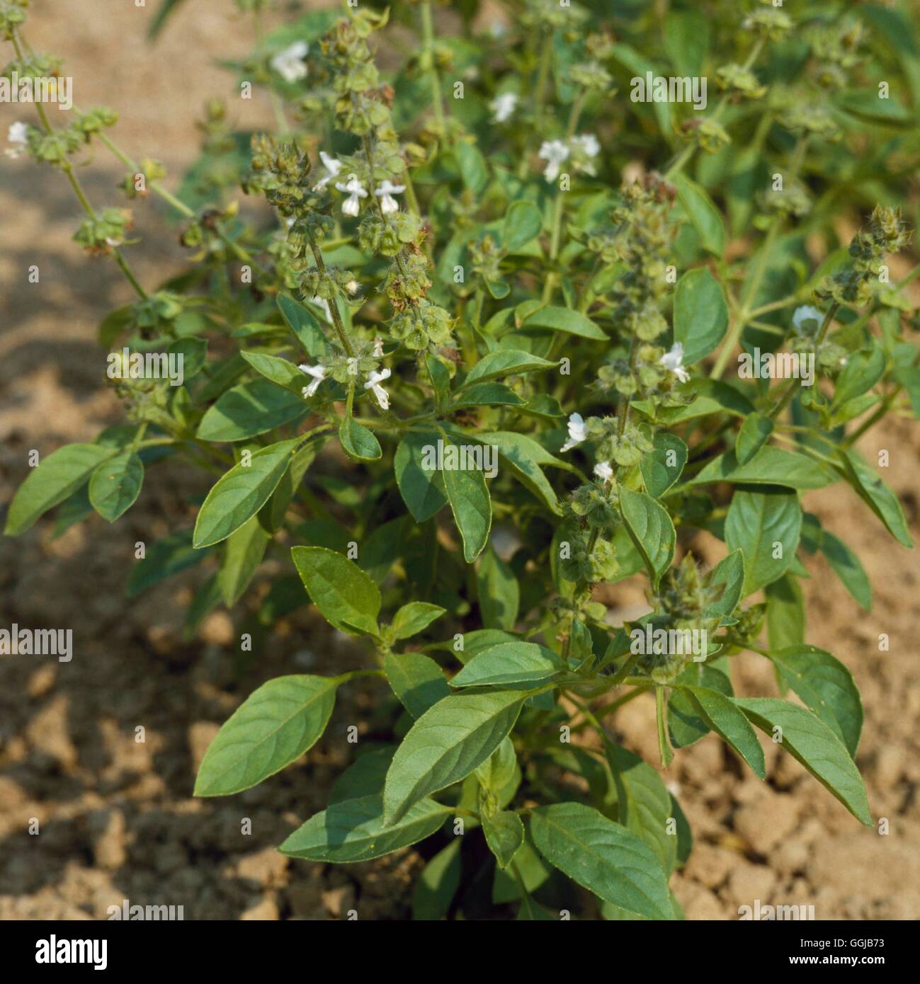Basil - Lemon - (Ocimum basilicum var. citriodorum)   HER037466 Stock Photo