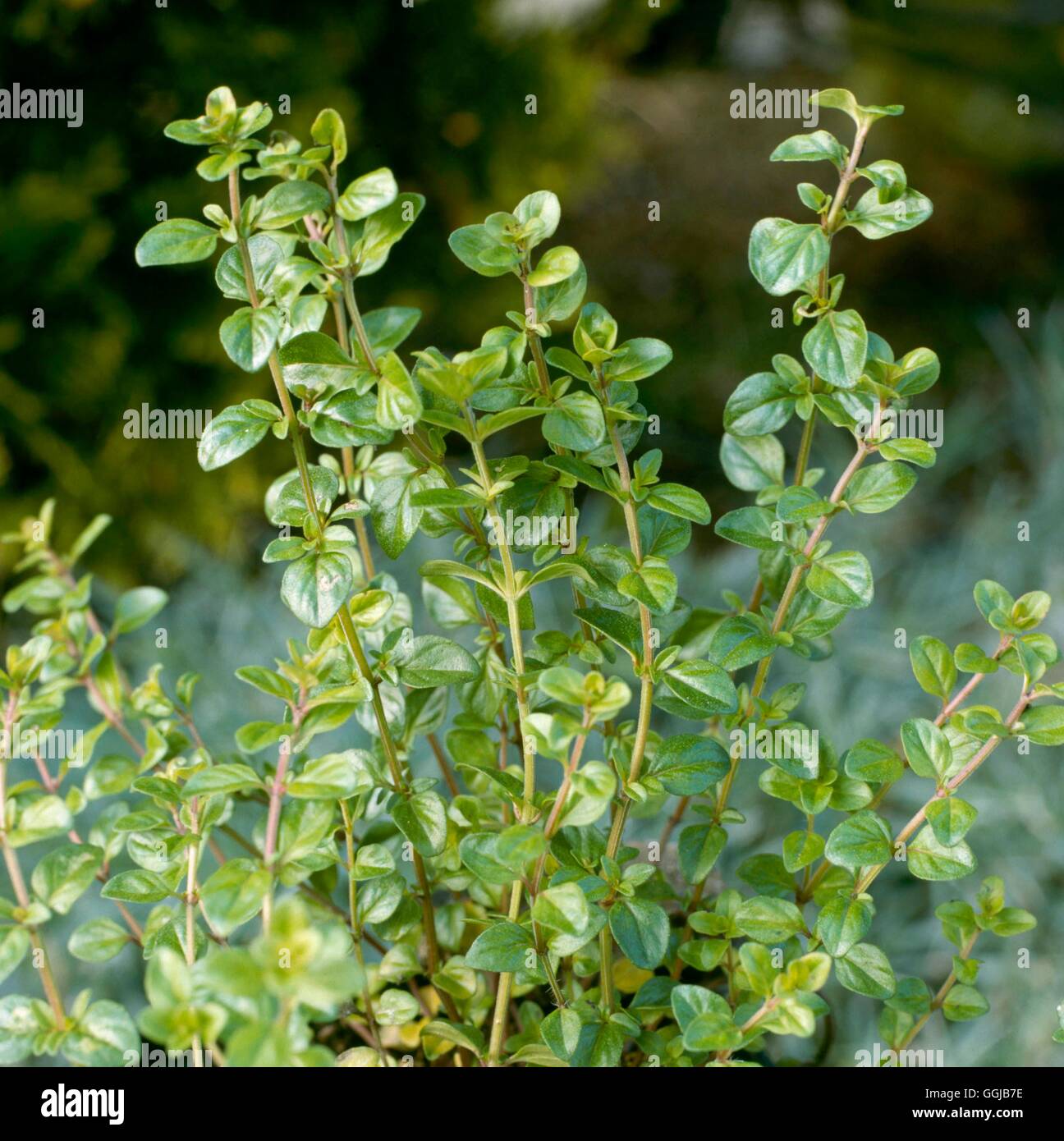 Broad leaved thyme hires stock photography and images Alamy