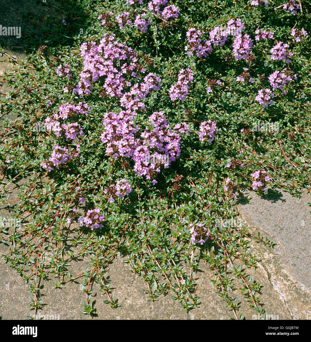 Thyme - Caraway - (Thymus herba-barona)   HER044653 Stock Photo