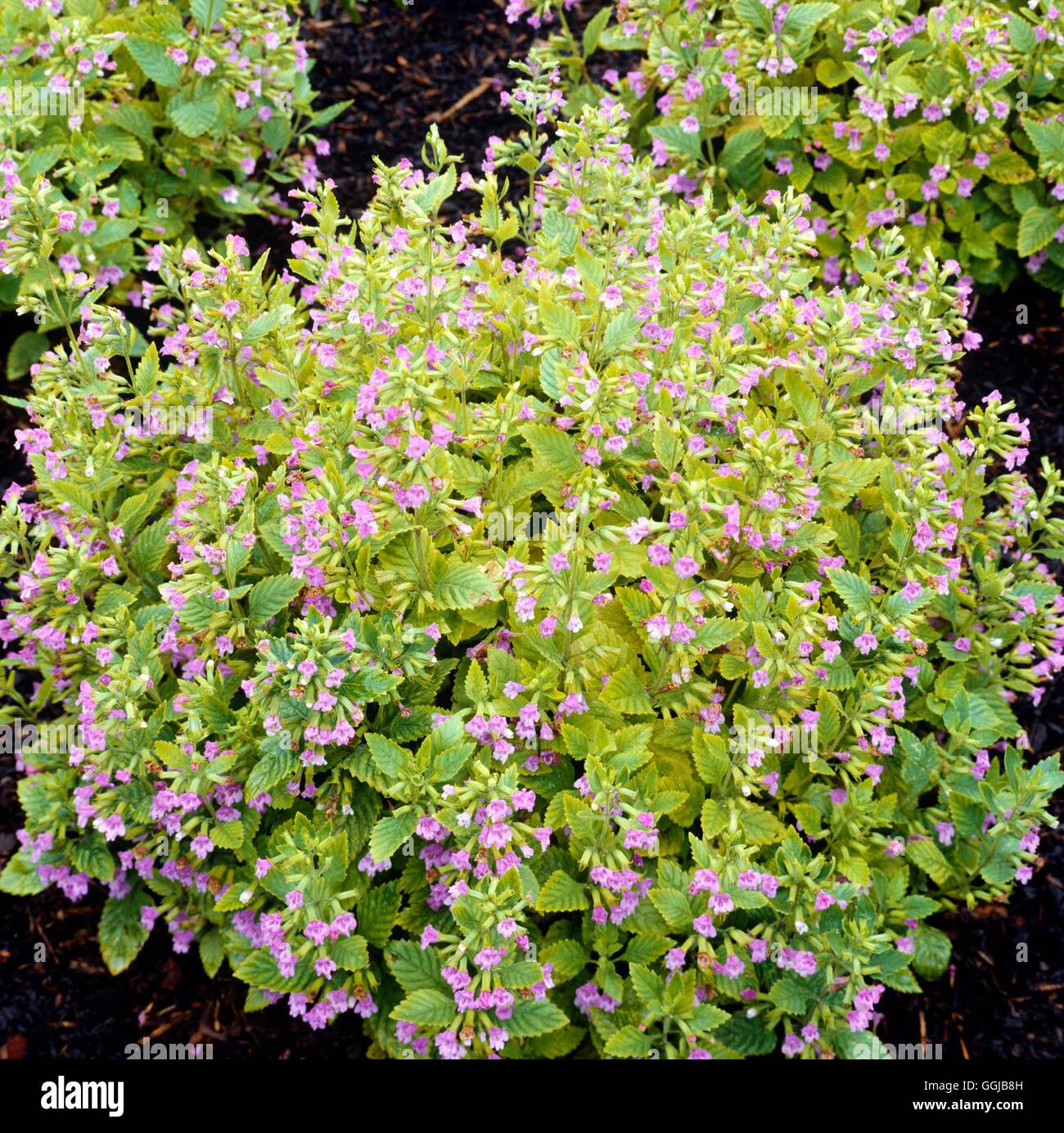 Calamint - Greater - (Calamintha grandiflora)   HER050654 Stock Photo
