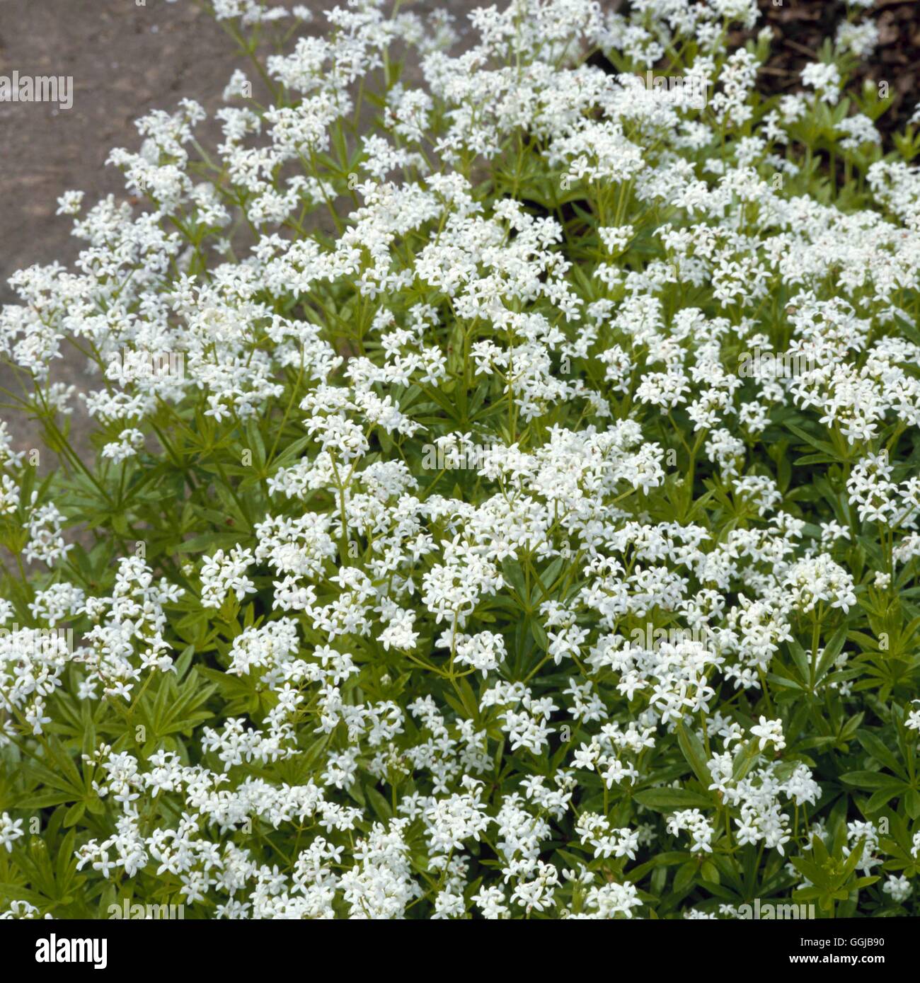 Woodruff - Sweet - (Galium odoratum)   HER056405 Stock Photo