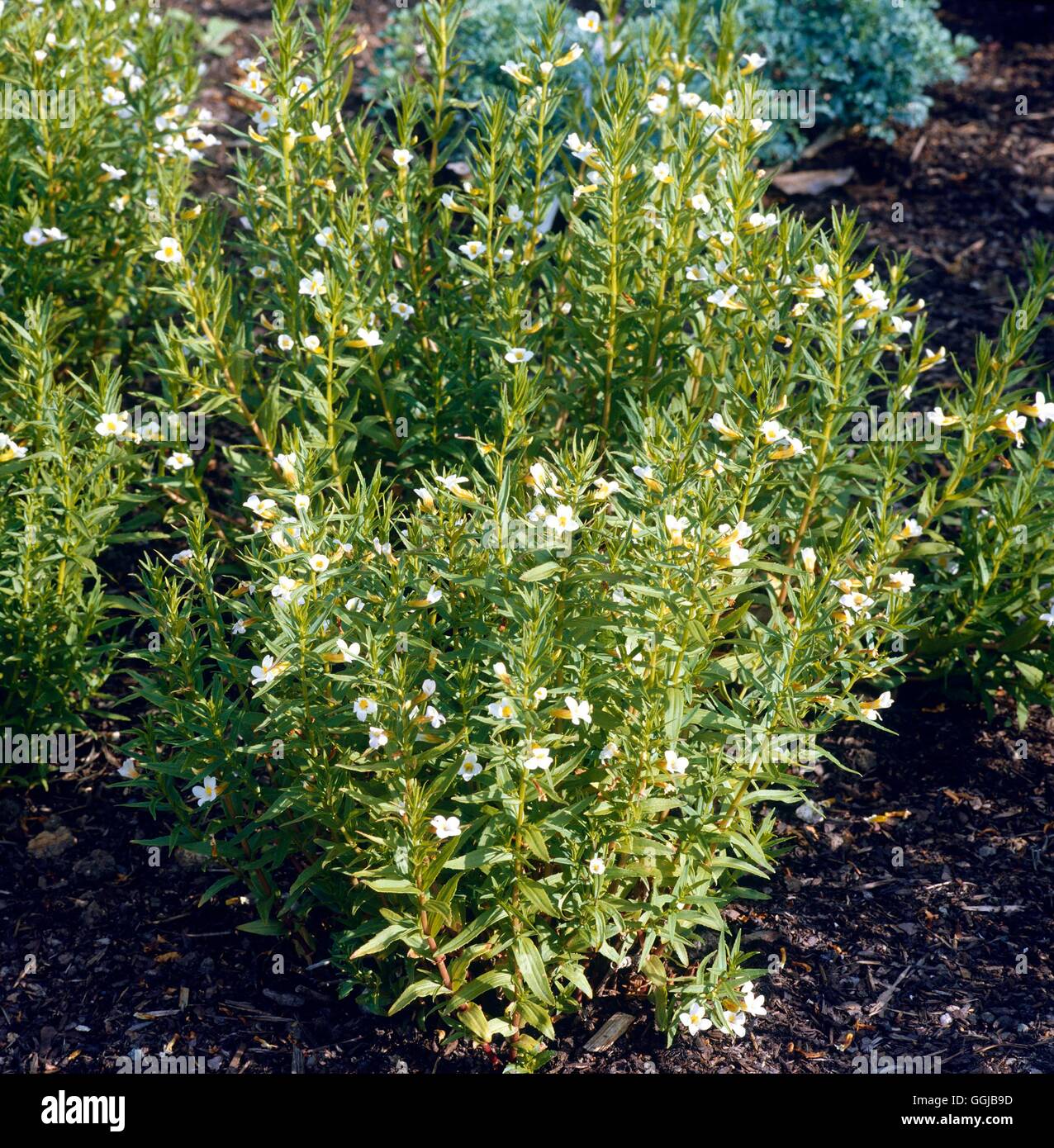 Hyssop - Hedge - (Gratiola officinalis)   HER057421 Stock Photo