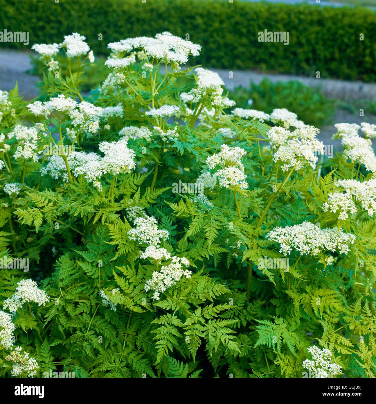 Sweet Cicely - (Myrrhis odorata)   HER062280 Stock Photo