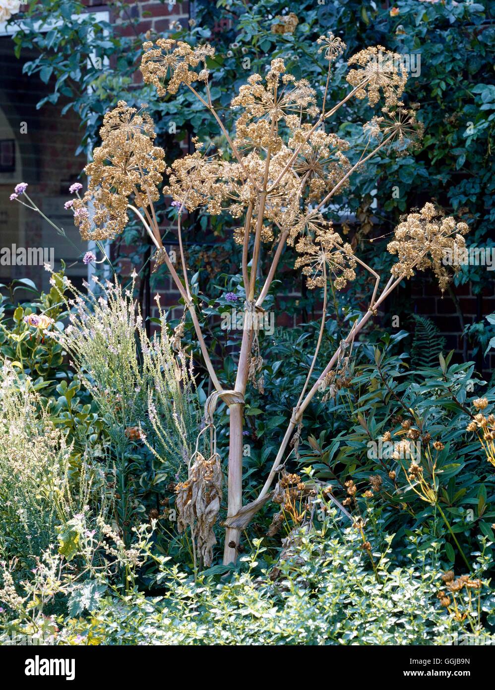 Seeds of Light ヒーリングワンド大【Angelica】 Seeds of Light ヒーリングワンド大【Angelica】