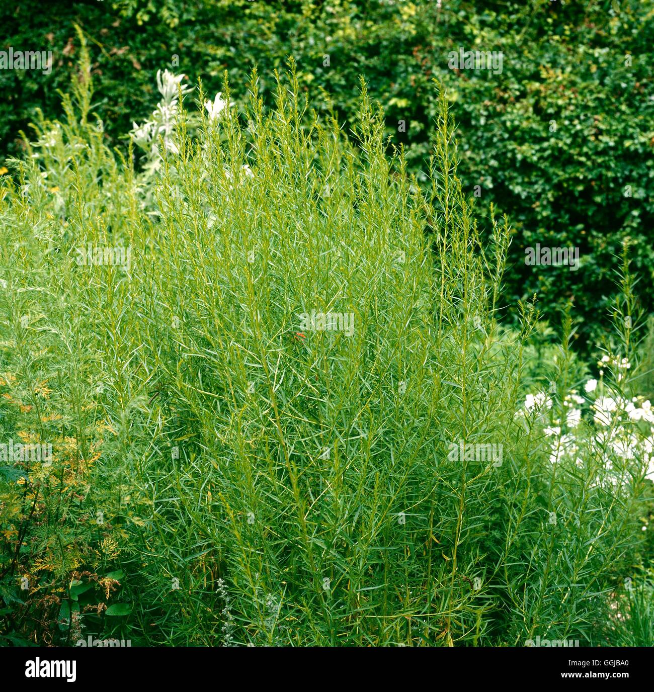 Tarragon Russian (Artemisia dracunculus var. inodora) HER067487