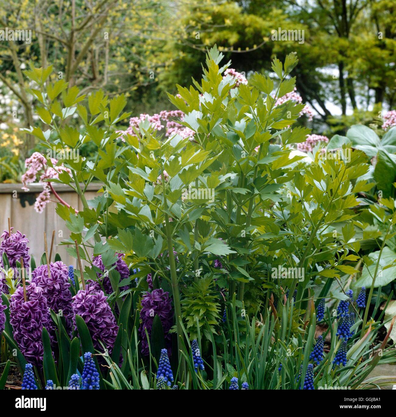 Lovage - (Levisticum officinalis)   HER068082 Stock Photo