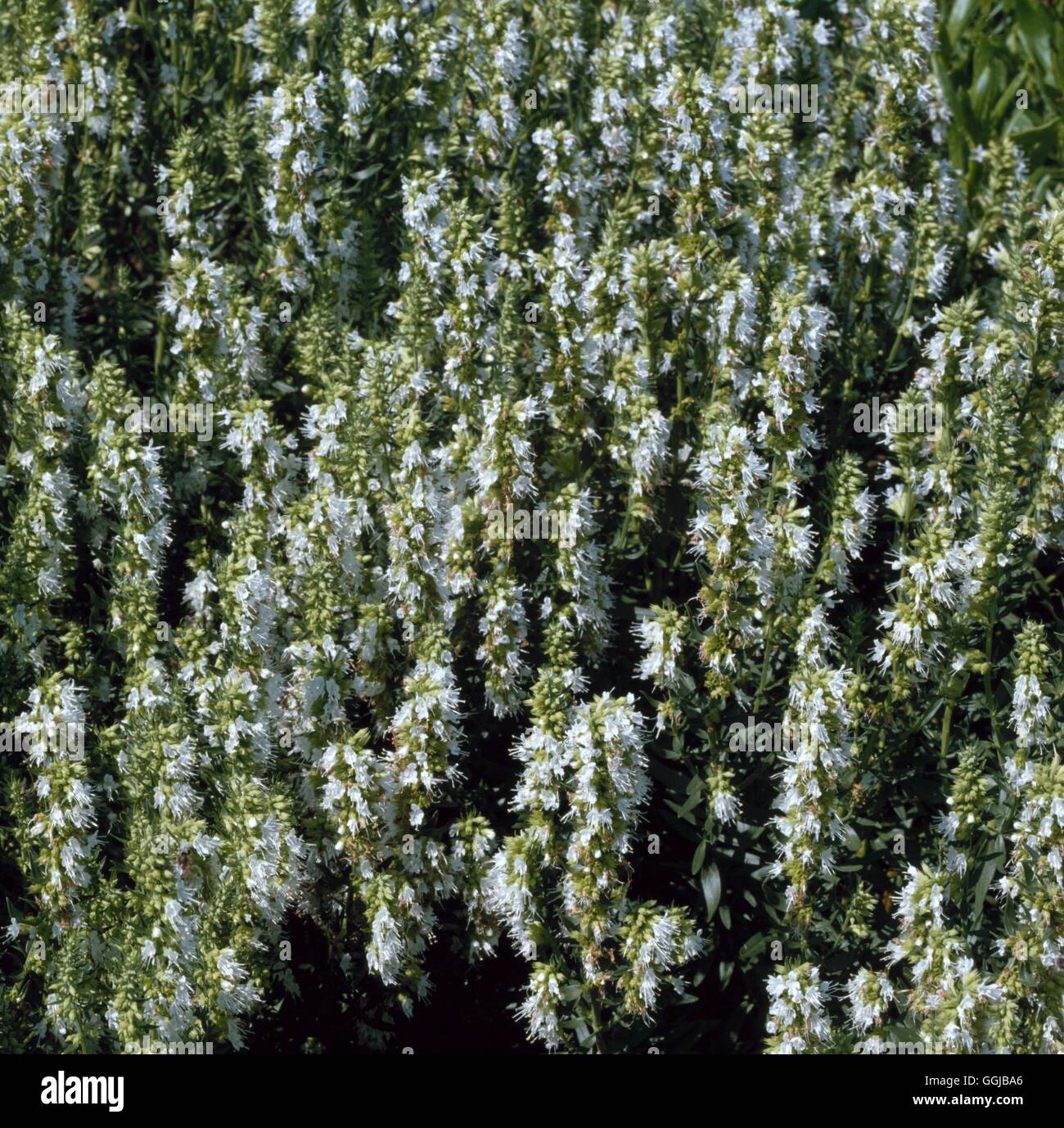 Hyssop - Rock - (Hyssopus officinalis ssp. aristatus White)   HER070570  /Pho Stock Photo