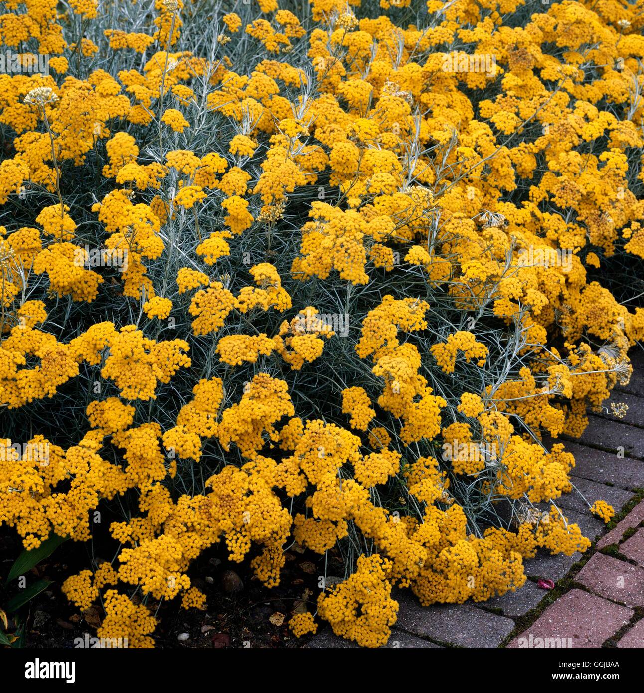 Curry Plant - (Helichrysum italicum subsp. serotinum)   HER072721  /Photoshot Stock Photo