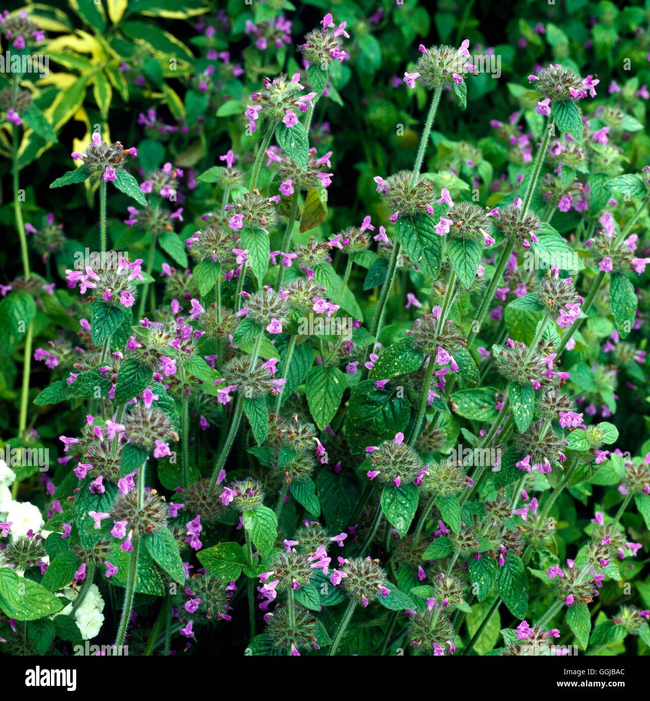 Basil - Wild - also known as Cushion Calamintha (Clinopodium vulgare)'''''   HER072740 Stock Photo