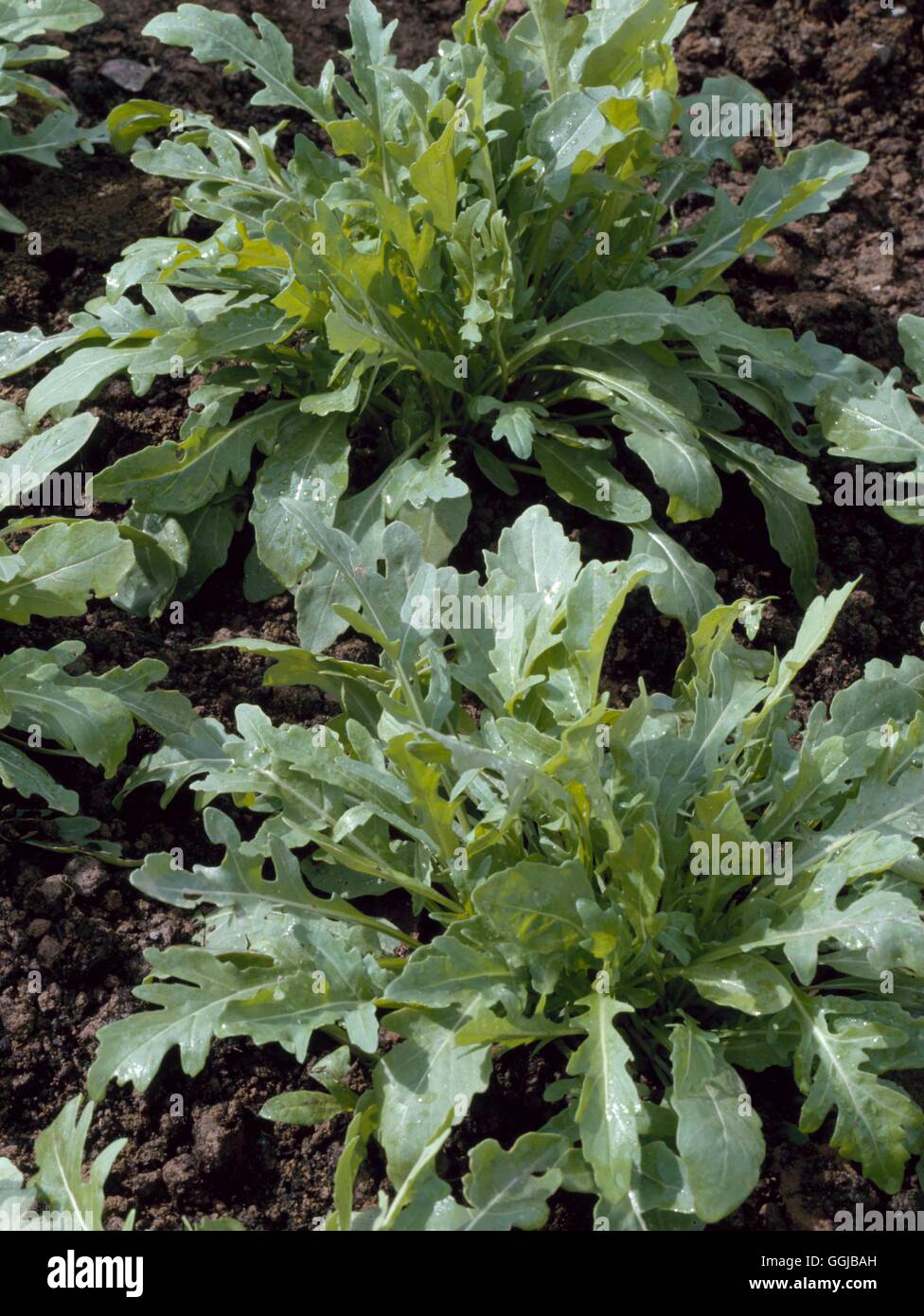 Rocket - (Eruca vesicaria subsp. sativa) HER078408 Stock Photo - Alamy