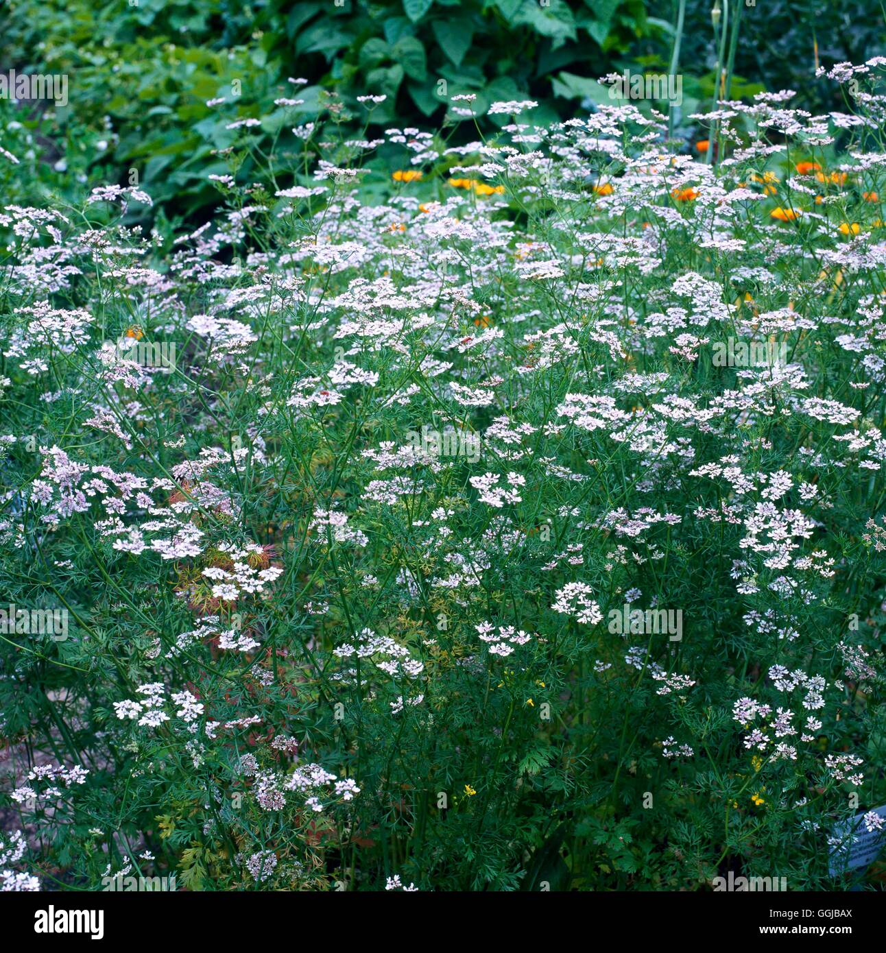 Flowering coriander hires stock photography and images Alamy
