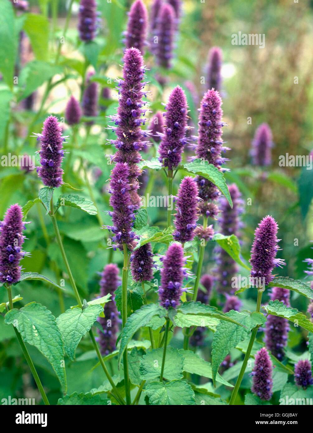 Hyssop - Anise - (Agastache foeniculum) (HDRA - Organic)   HER096118  /Photos Stock Photo