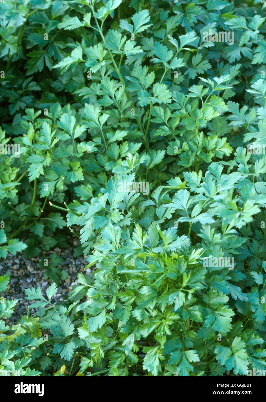 Parsley - Flat- also known as French   HER097767 Stock Photo